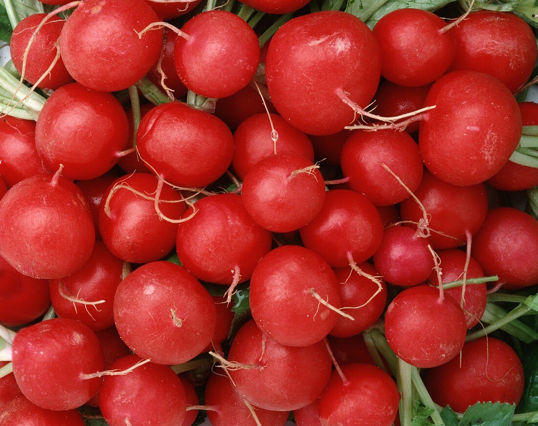 Radishes (filling the picture)