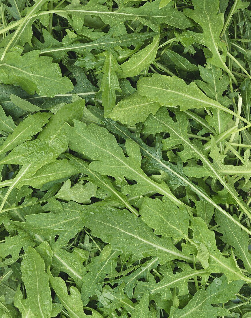 Rucola mit Wassertropfen (bildfüllend)