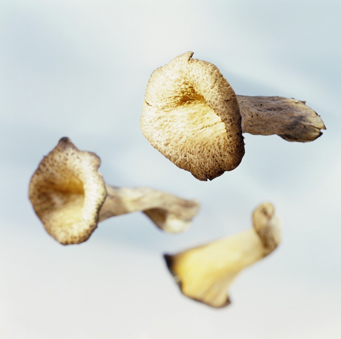 Horn of plenty mushrooms