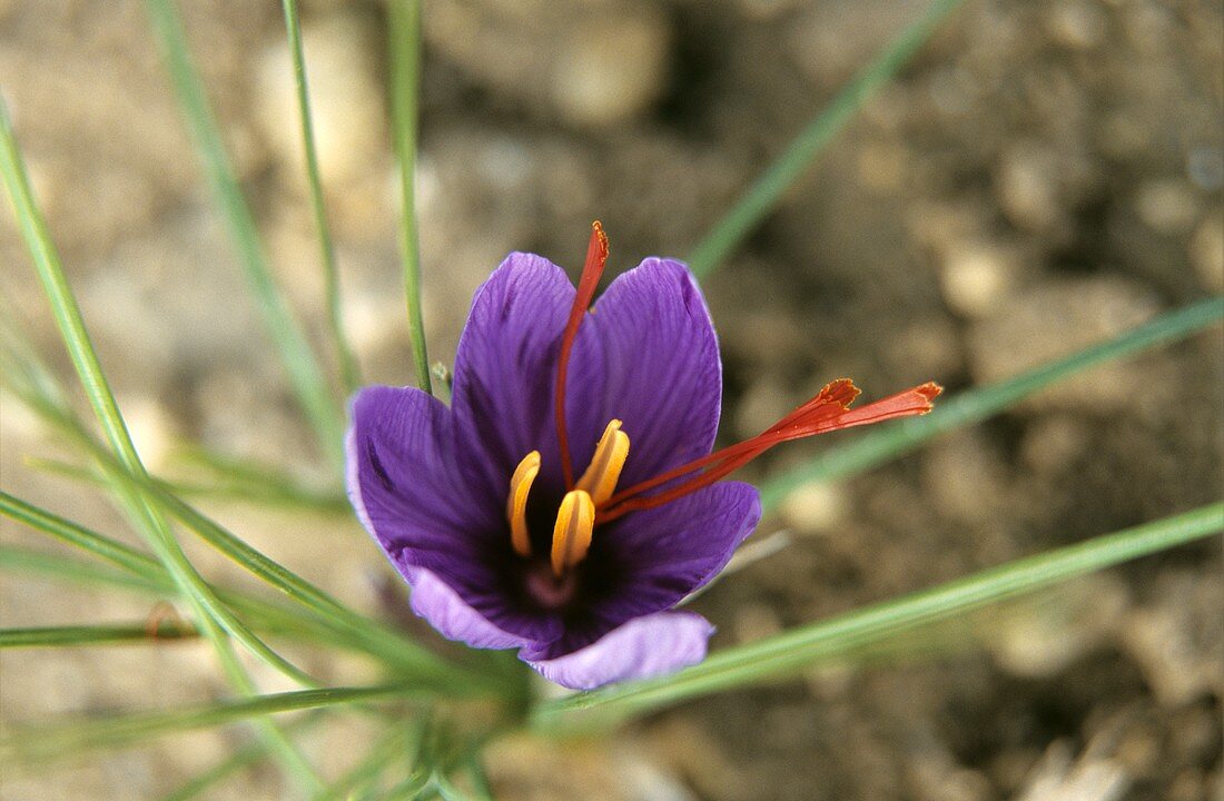 Safrankrokus im Freien