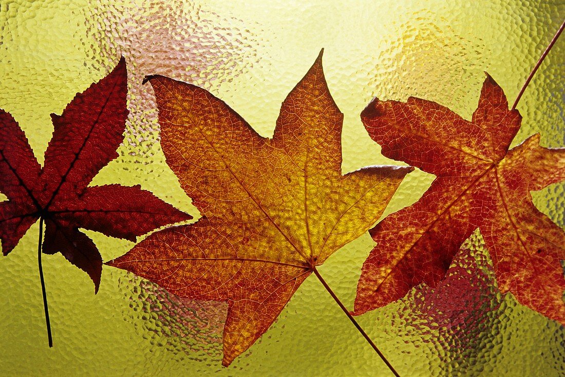 Herbstlich gefärbte Weinblätter