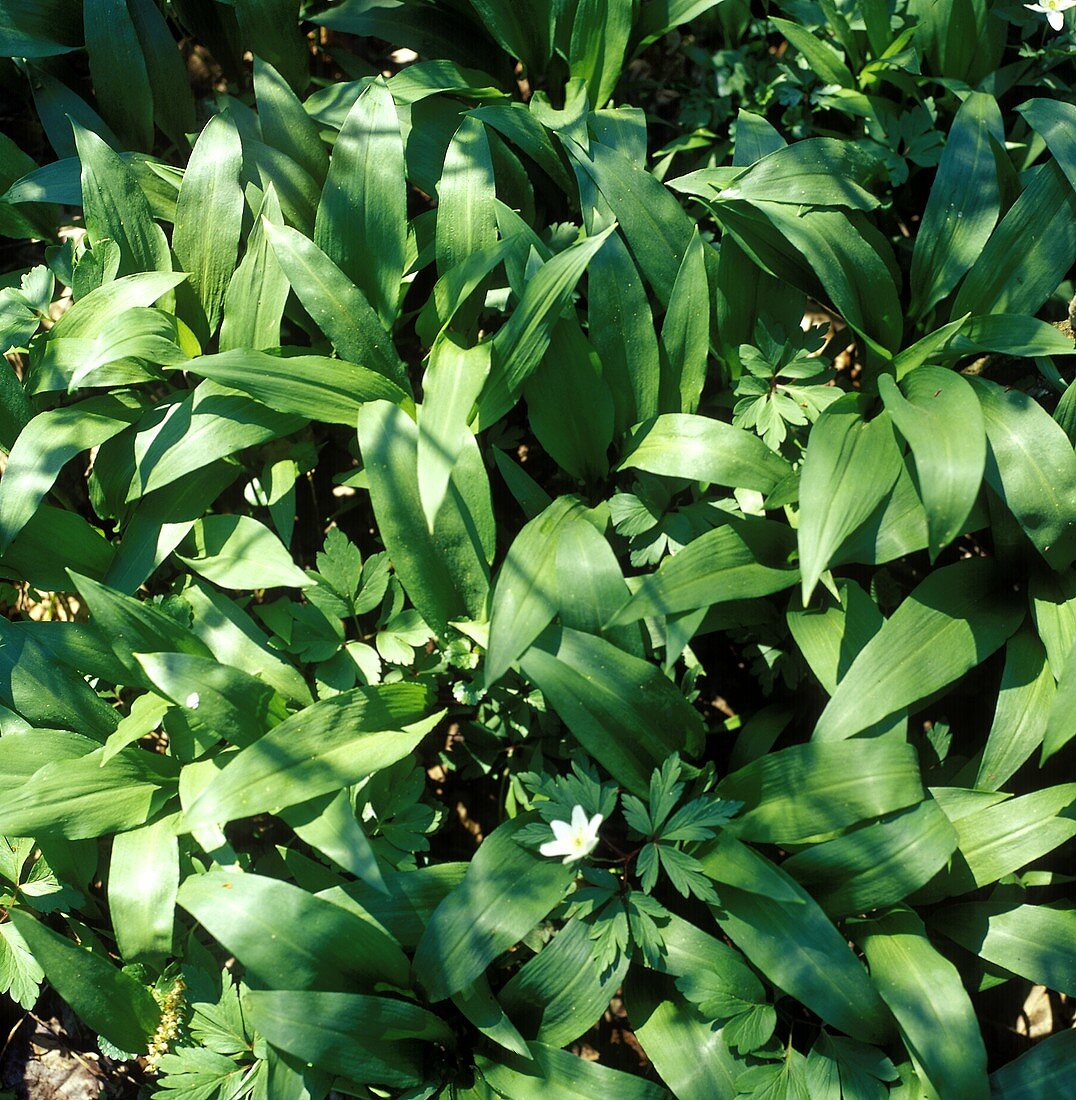 Ramsons (wild garlic) in forest (close-up)