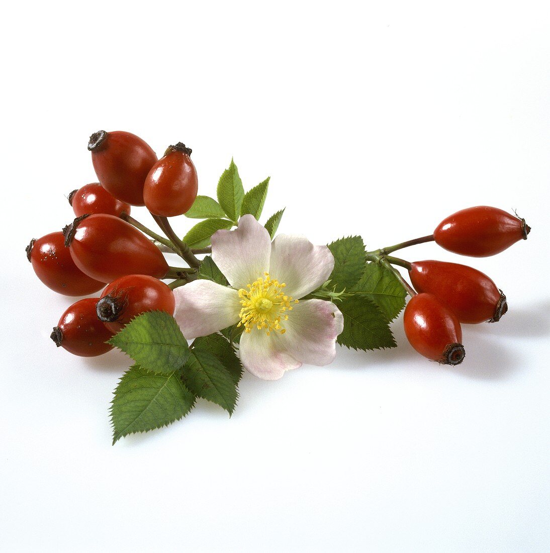 Rose hips with leaves and one flower