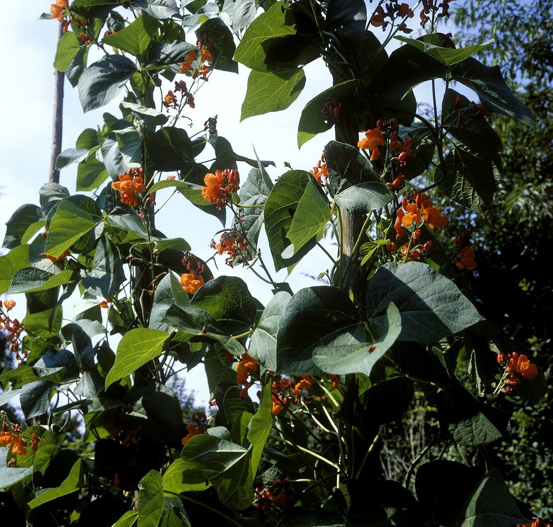 Flowering fire beans in garden