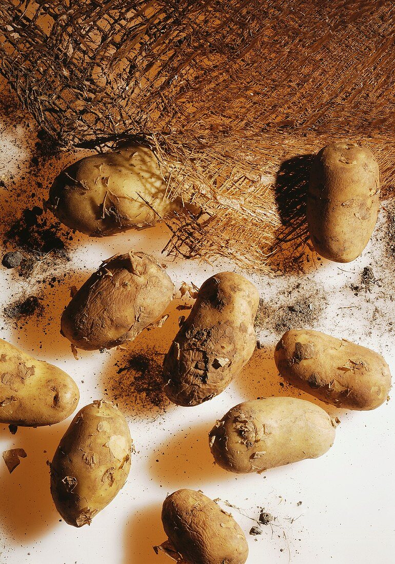 Potatoes with soil and jute