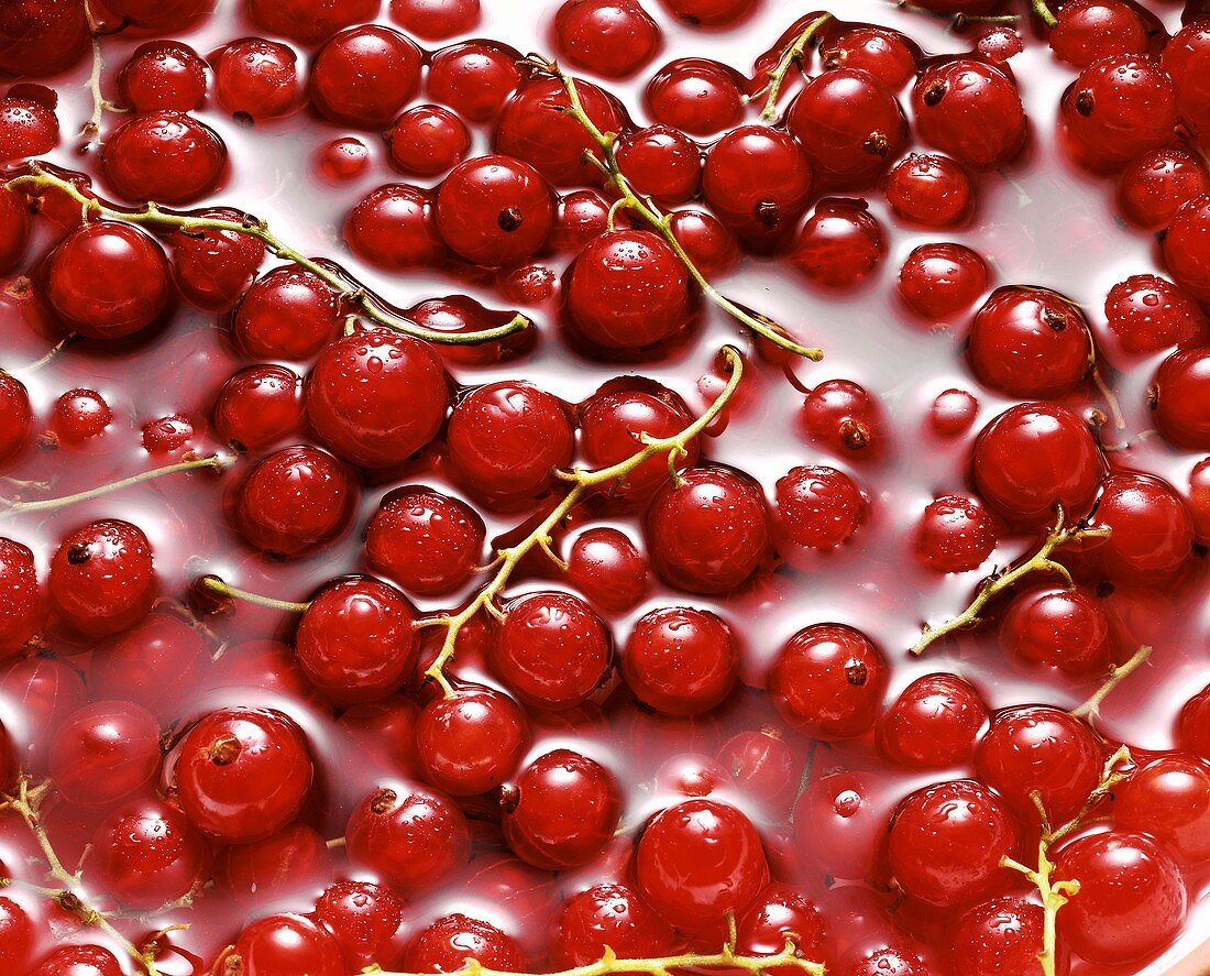 Redcurrants in water (filling the picture)