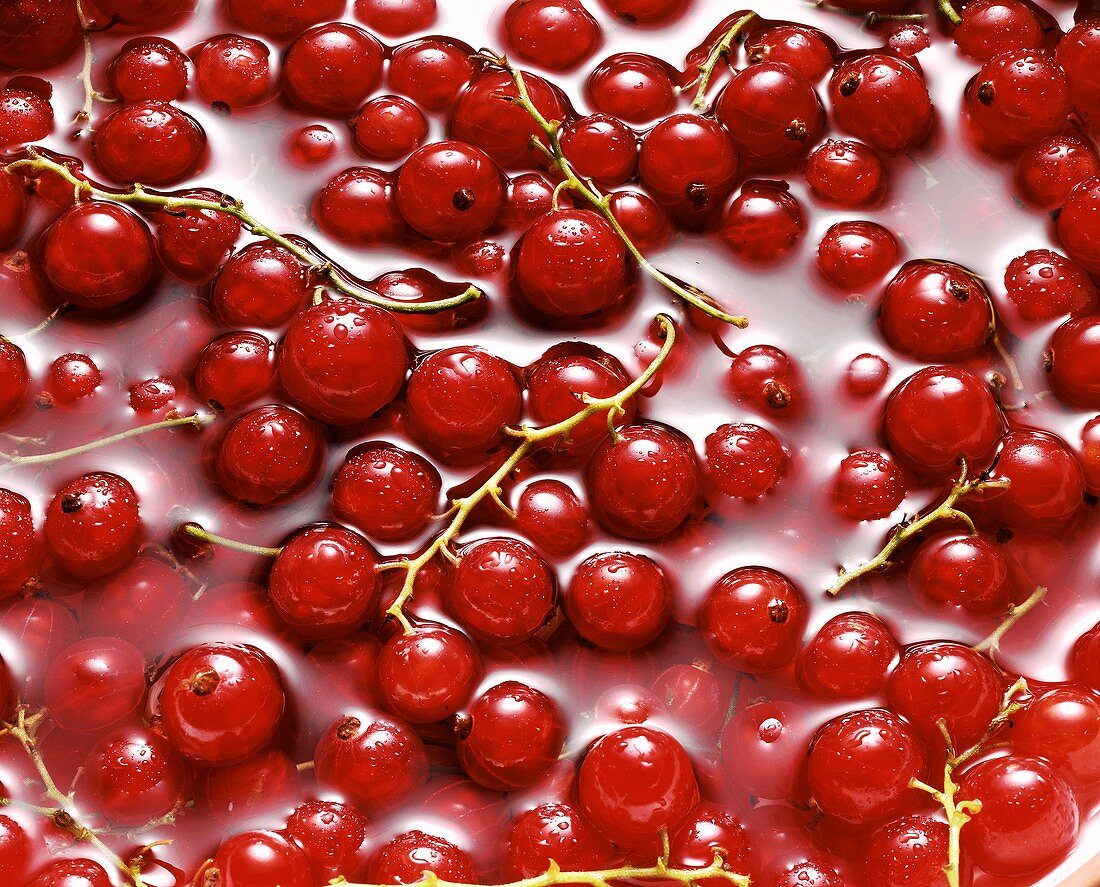 Rote Johannisbeeren im Wasser (bildfüllend)