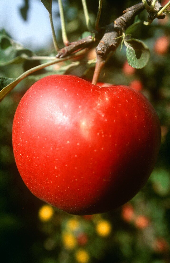 Roter Apfel am Baum