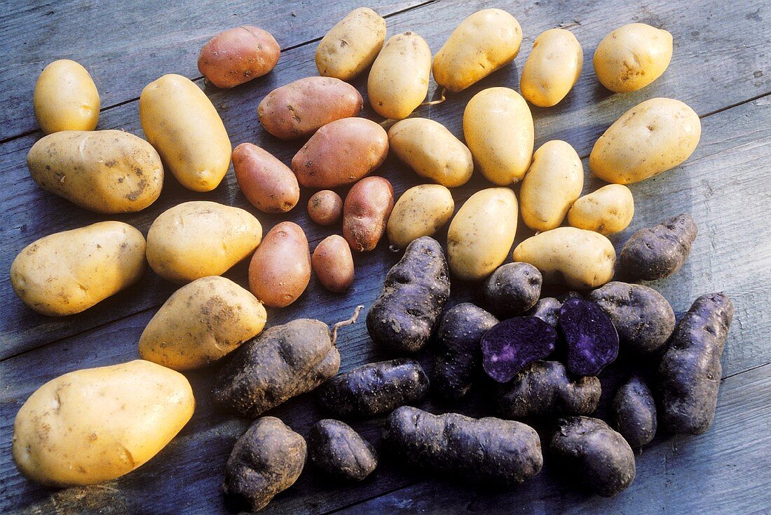 Various varieties of potato