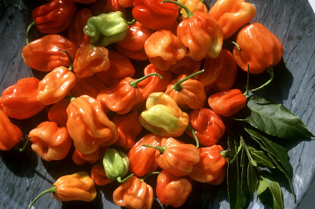 Chilischoten aus der Provence, Sorte: Habanero