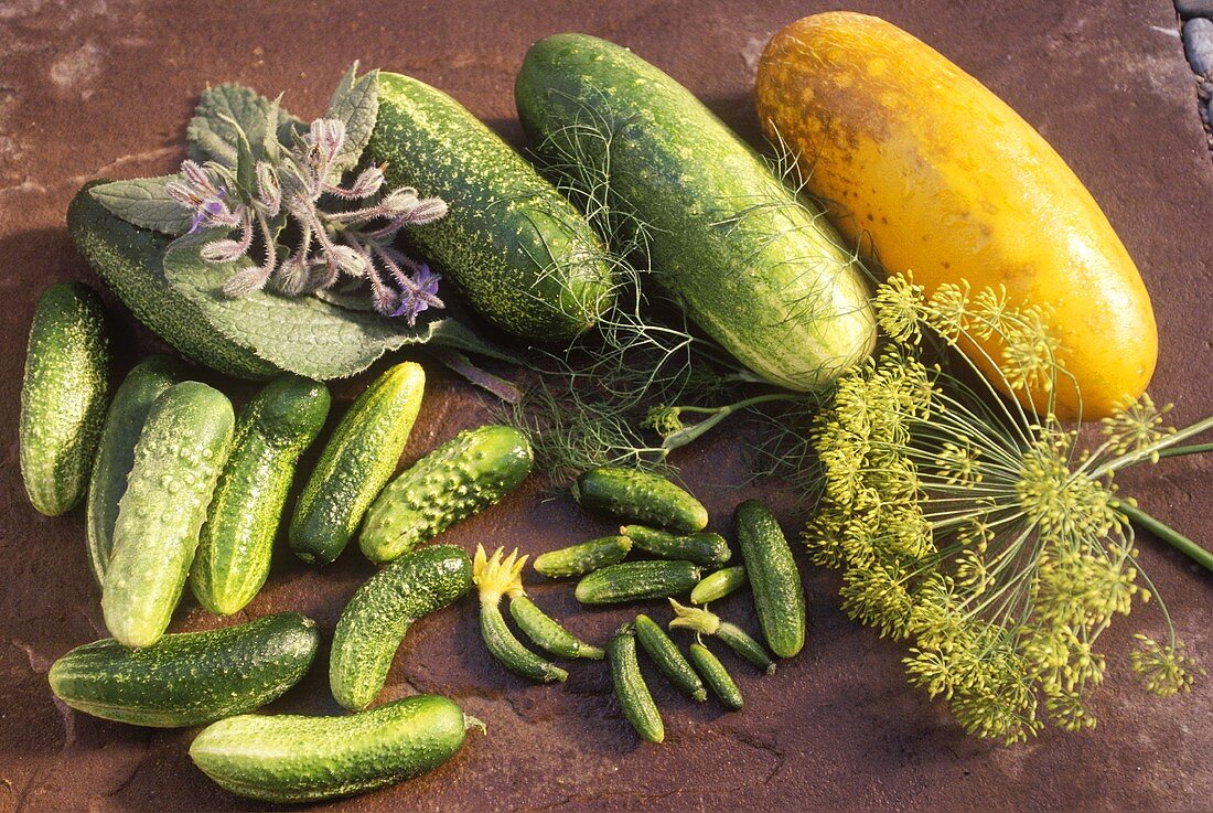 Various pickled and mustard-pickled gherkins