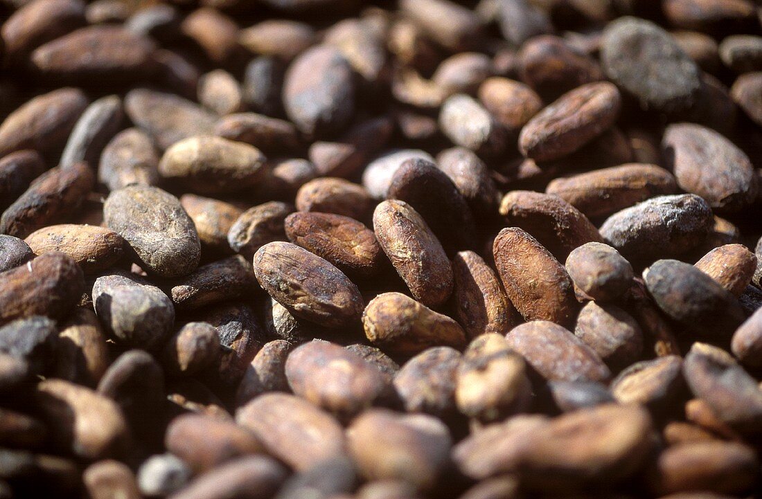 Cocoa beans (filling the picture)