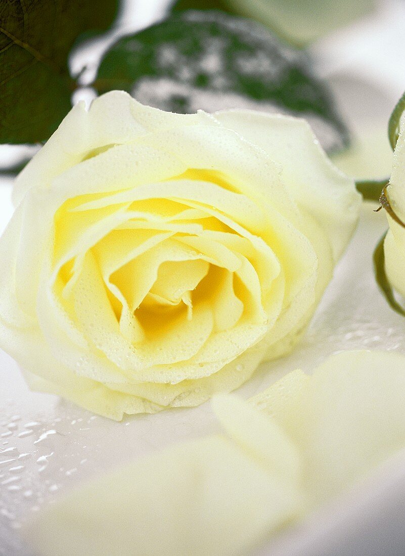 White rose with dewdrops