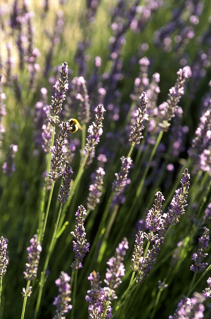 Flowering lavender with bee