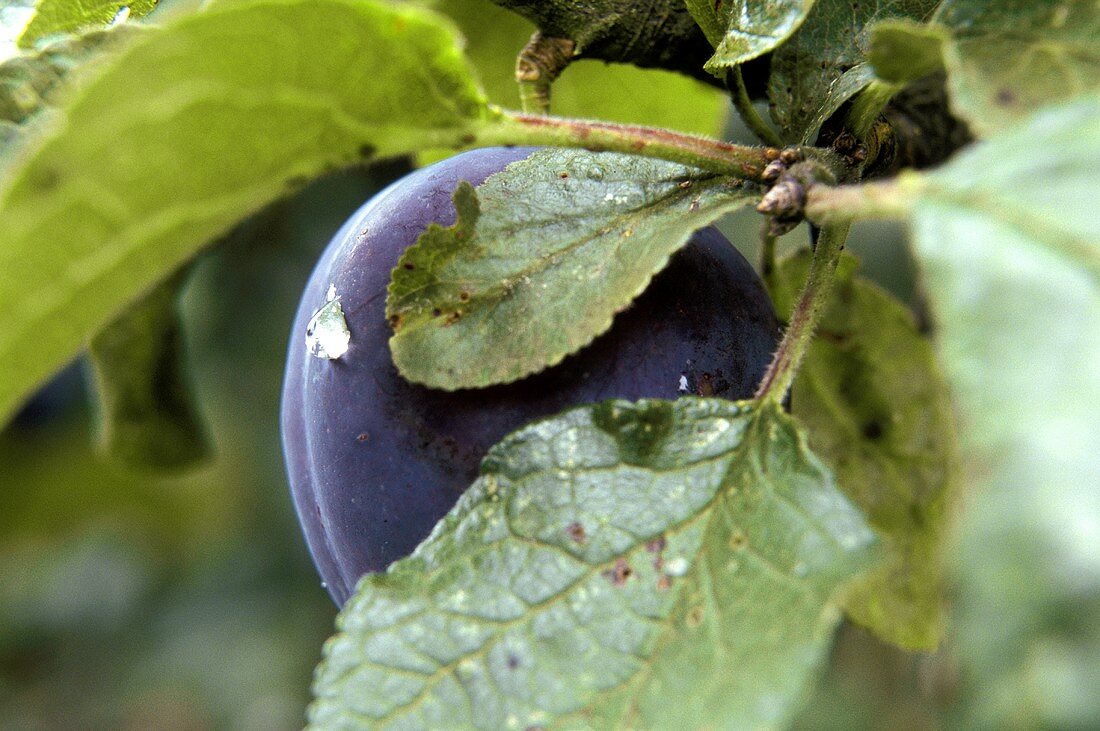 Blue greengages on the tree