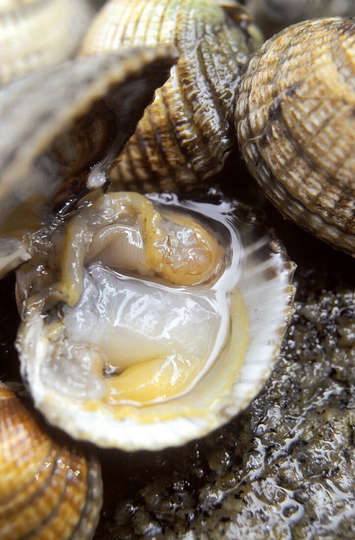 Fresh cockles, one opened