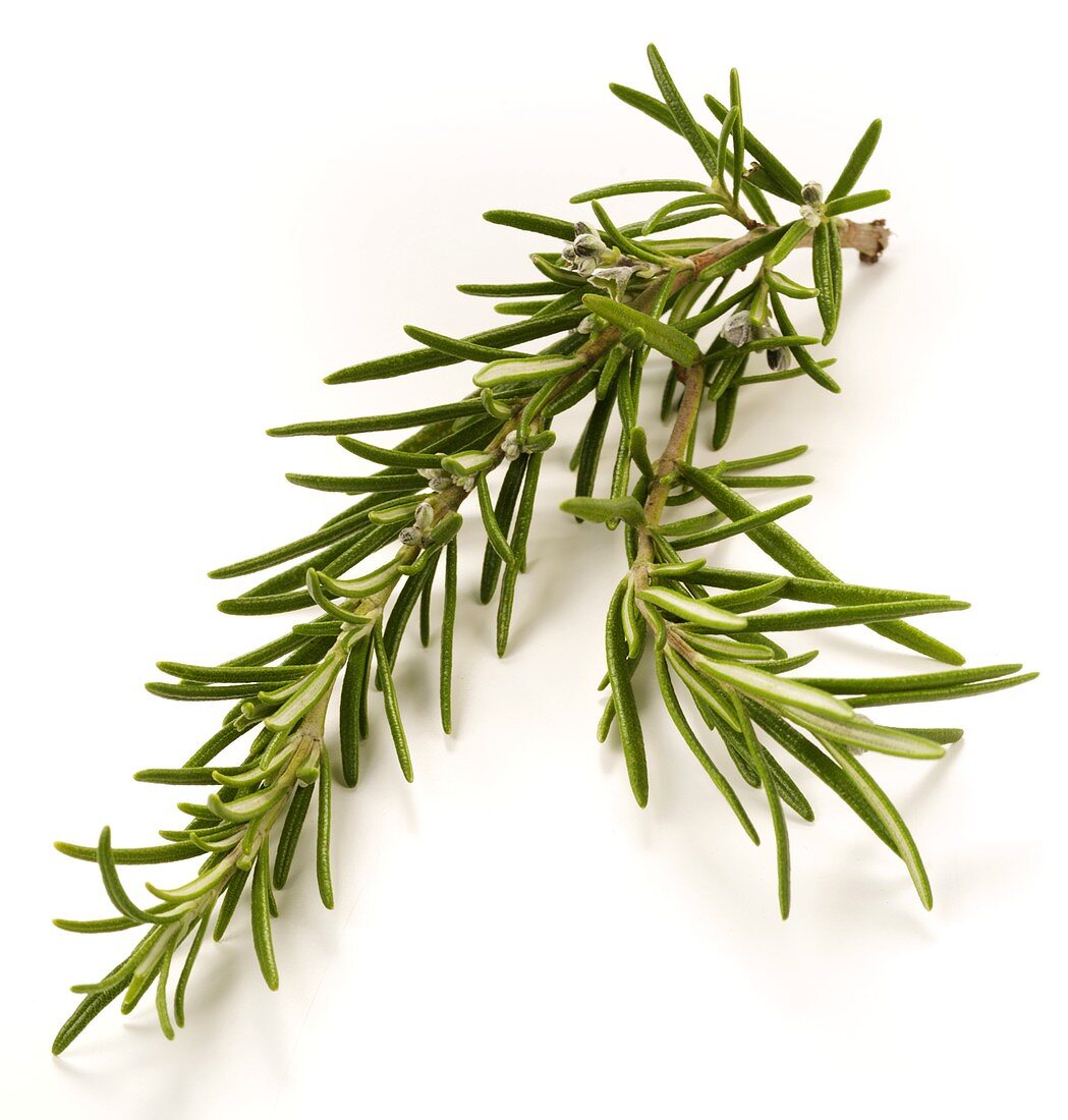 Fresh rosemary