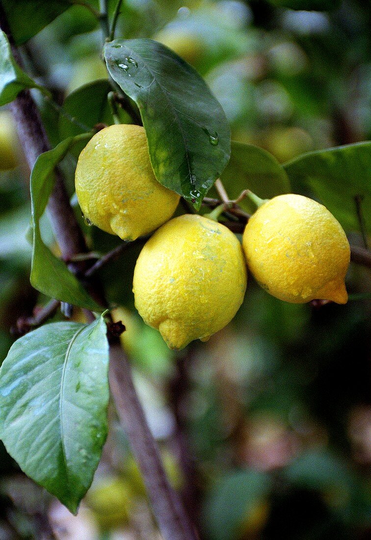 Lemons with drops of water on tree