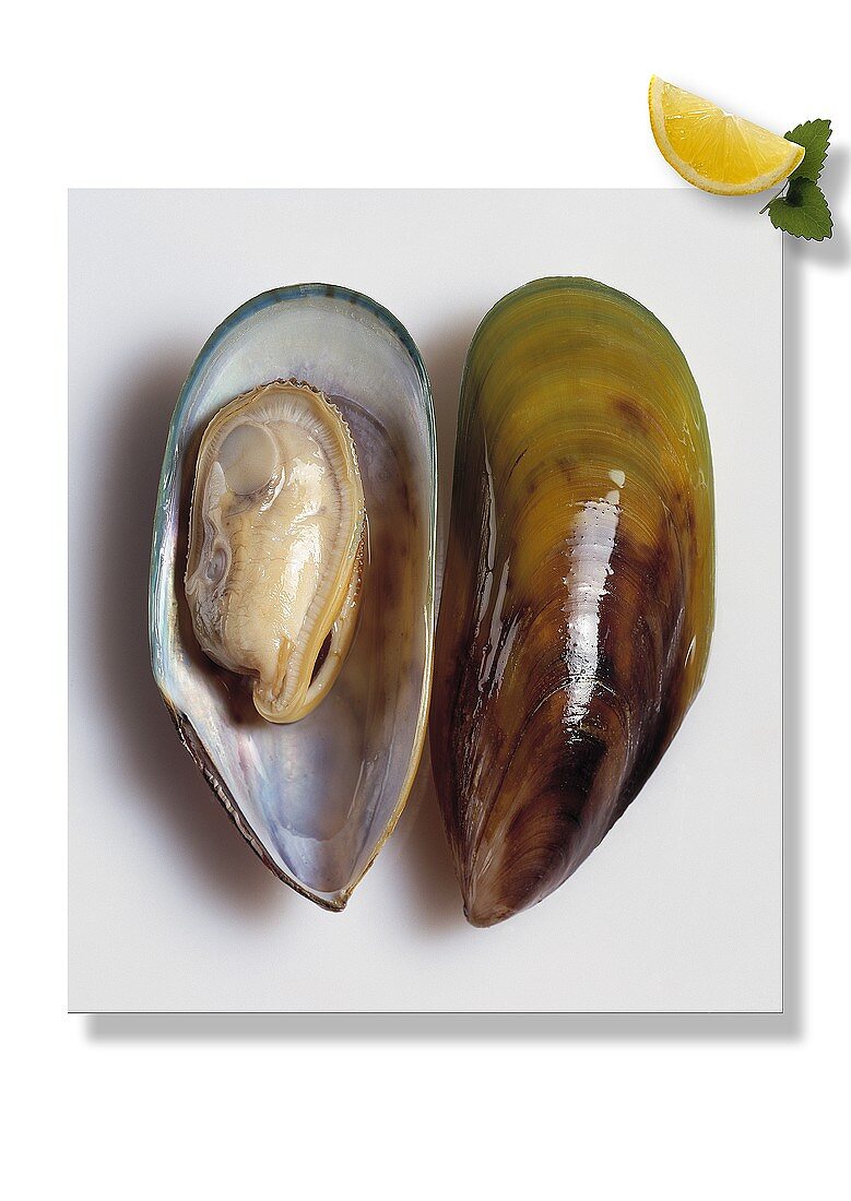 Opened green-shelled mussel