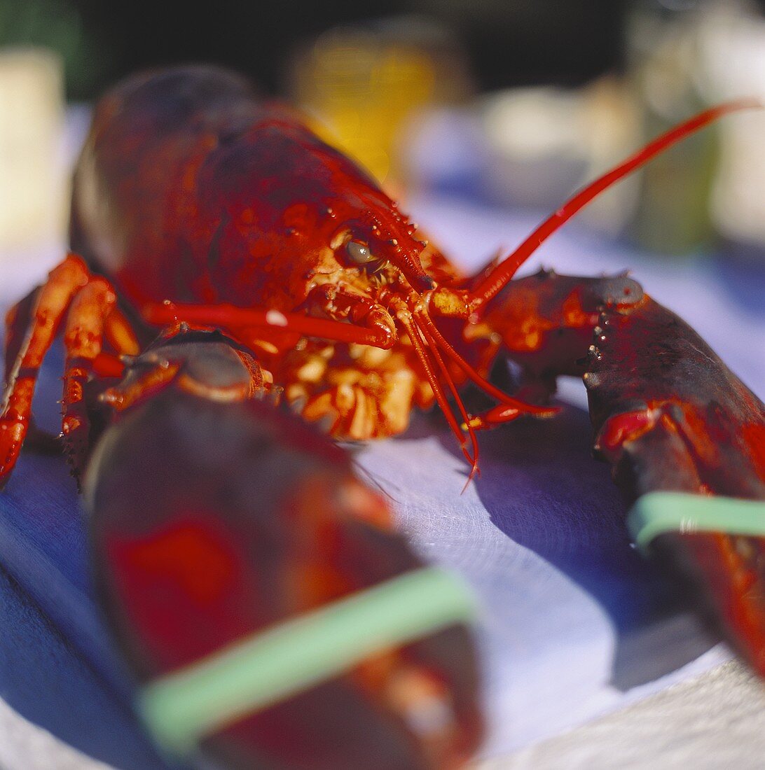 Lobster with tied pincers