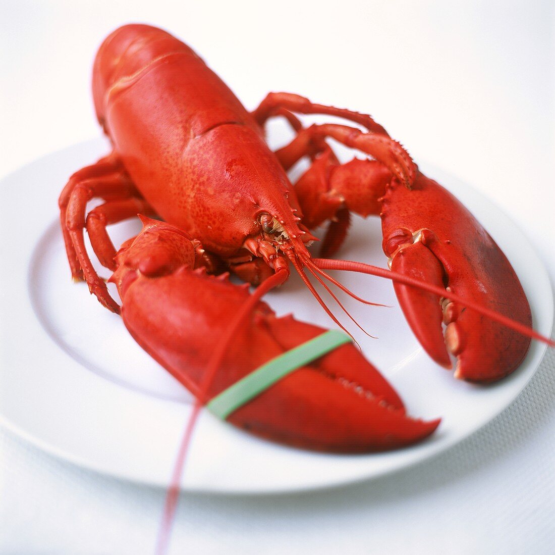 Boiled lobster on plate
