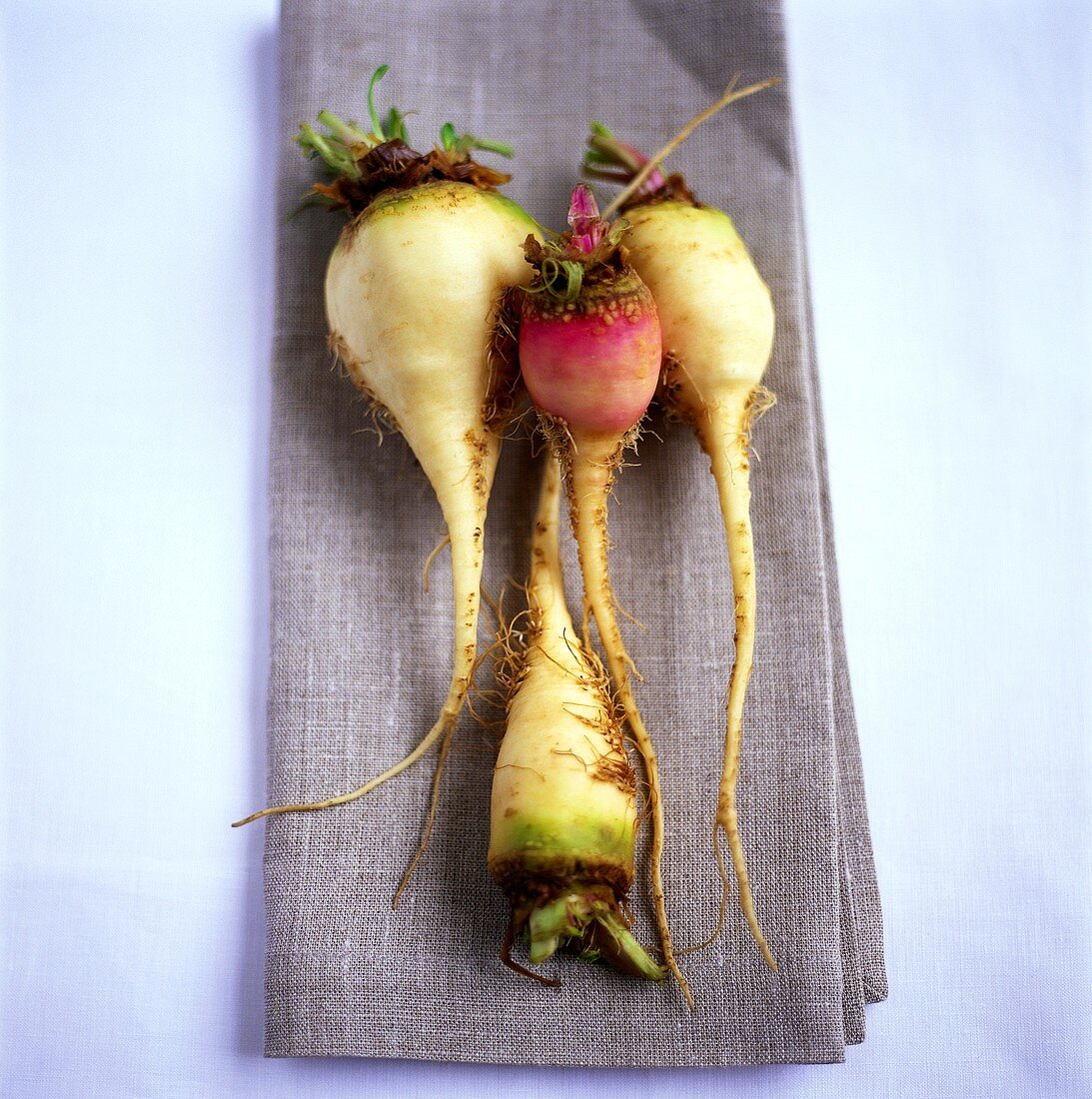 An autumn turnip and three May turnips