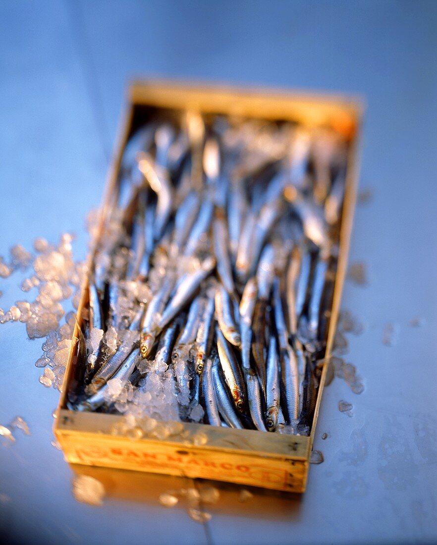 Sprats in crate with crushed ice