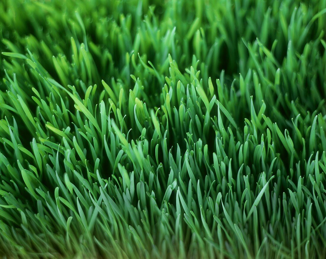 Wheat grass (rich in vitamins, minerals, protein & chlorophyll)