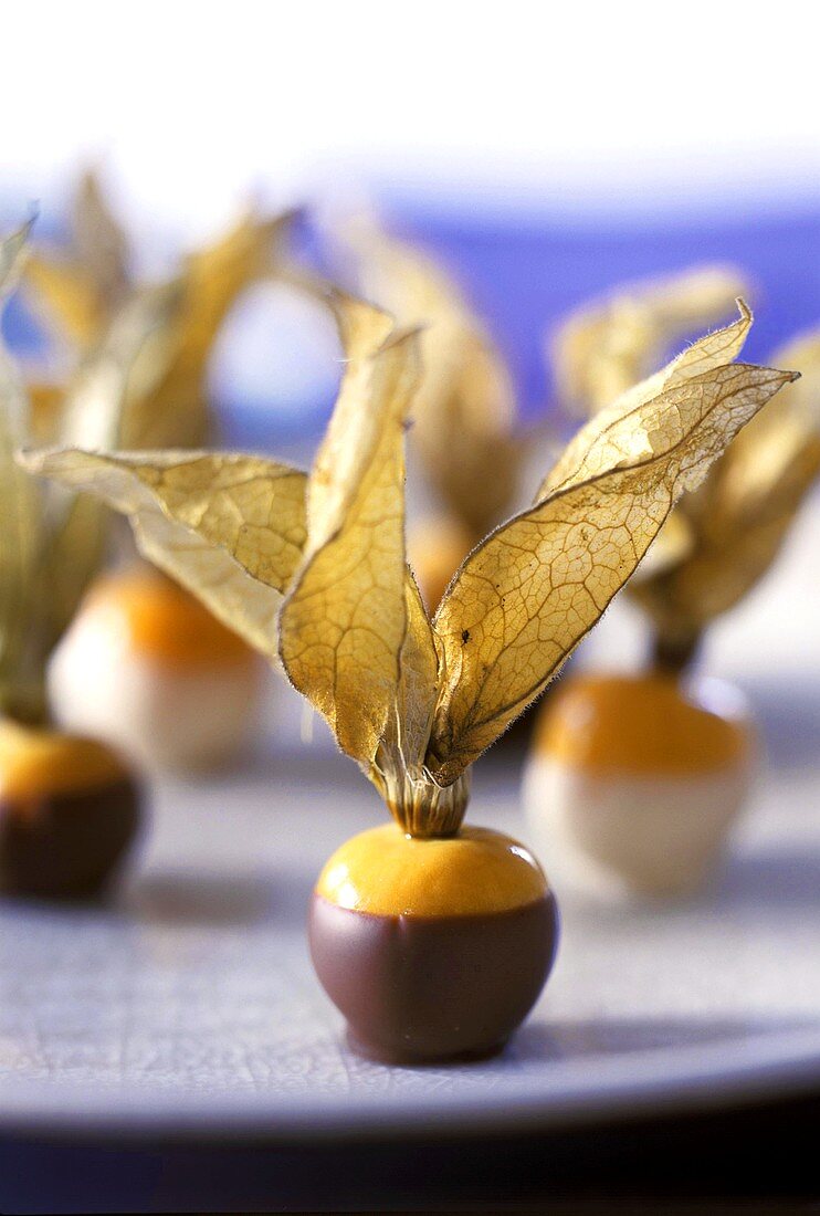 Physalis in dark and white chocolate