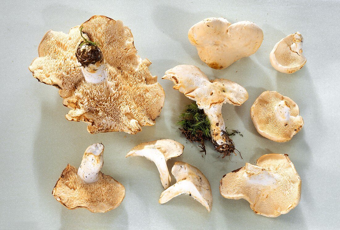 Fresh wood hedgehog mushrooms