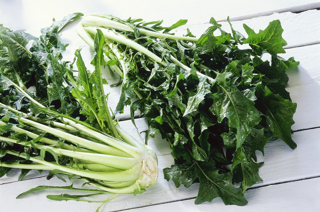 Fresh cutting chicory