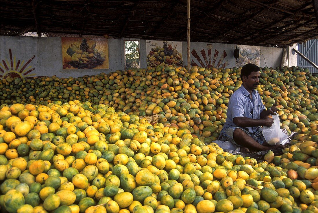 Indischer Markstand mit frischen Mangos
