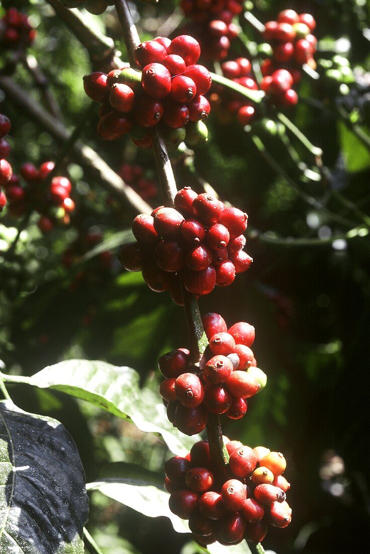 Coffee beans on the bush (India)