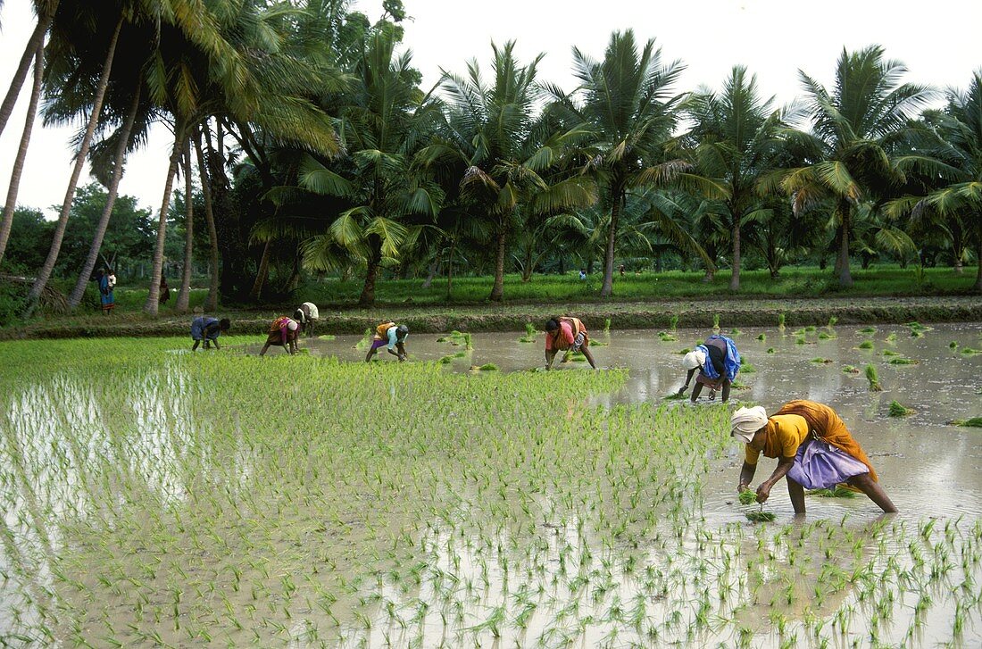 Arbeiter auf indischem Reisfeld