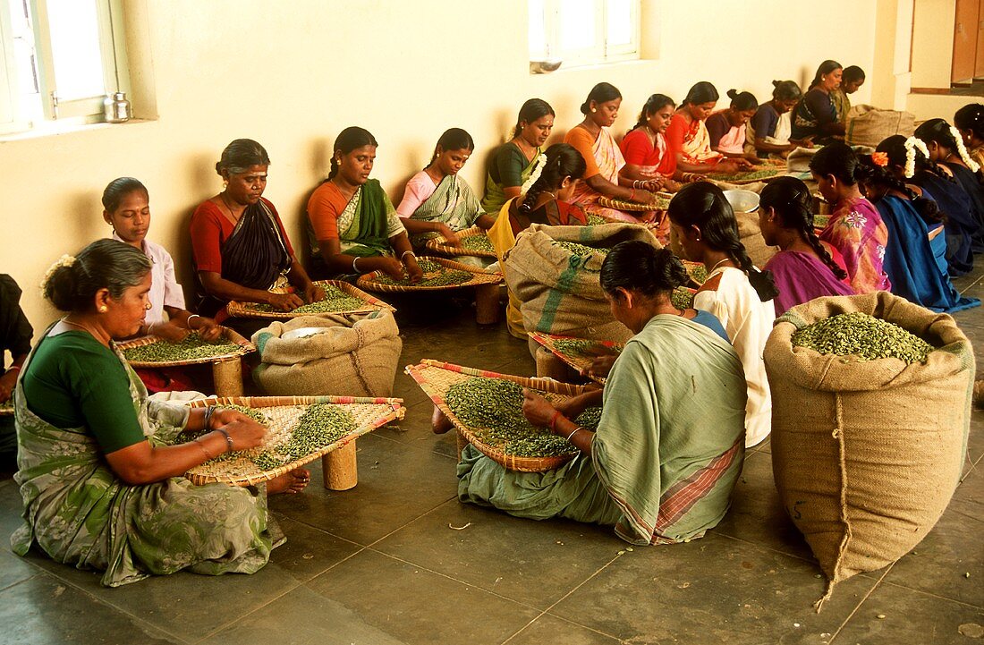 Indische Frauen reinigen Kardamomkapseln