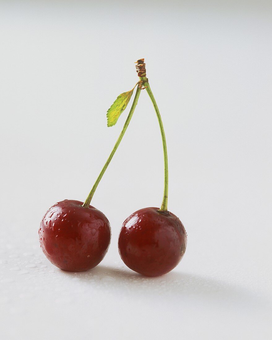 Two red cherries with stalks