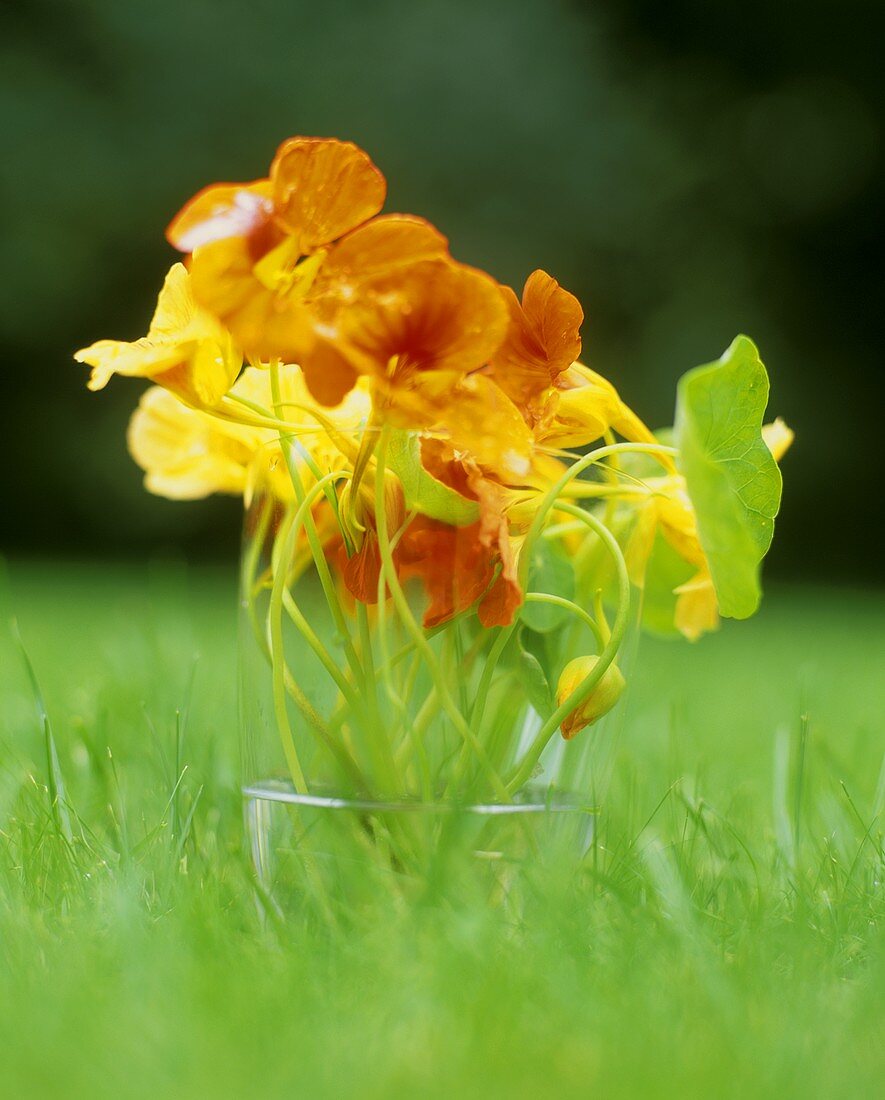 Nasturtiums in glass in meadow