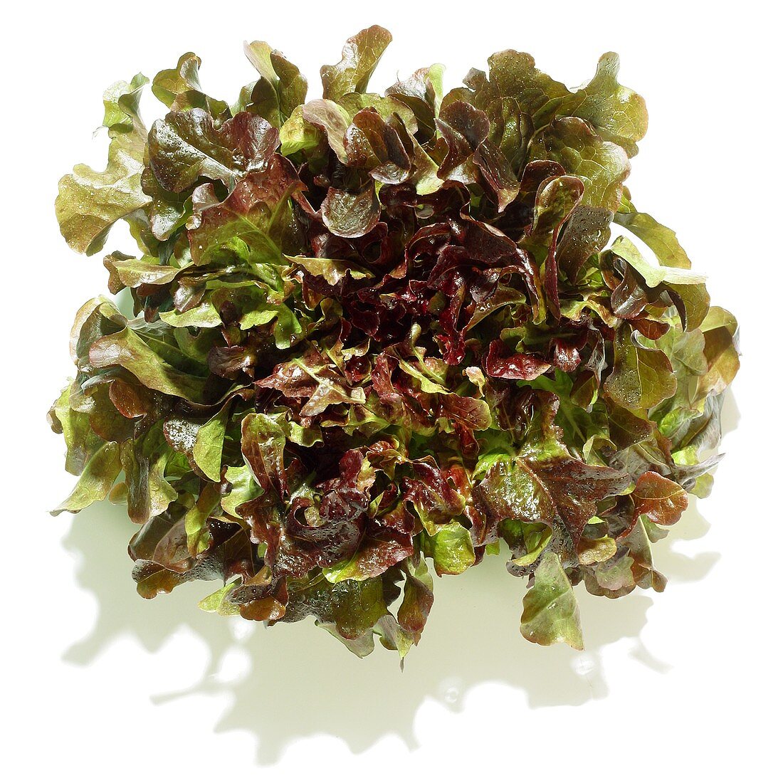 An oak leaf lettuce