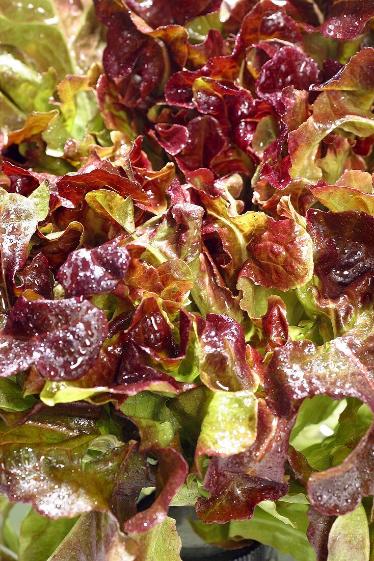 Oak leaf lettuce (close-up)