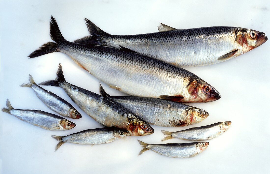 Fresh herrings, sardines and sprats