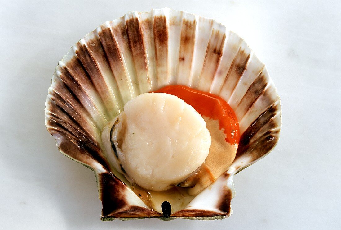 Scallop, opened