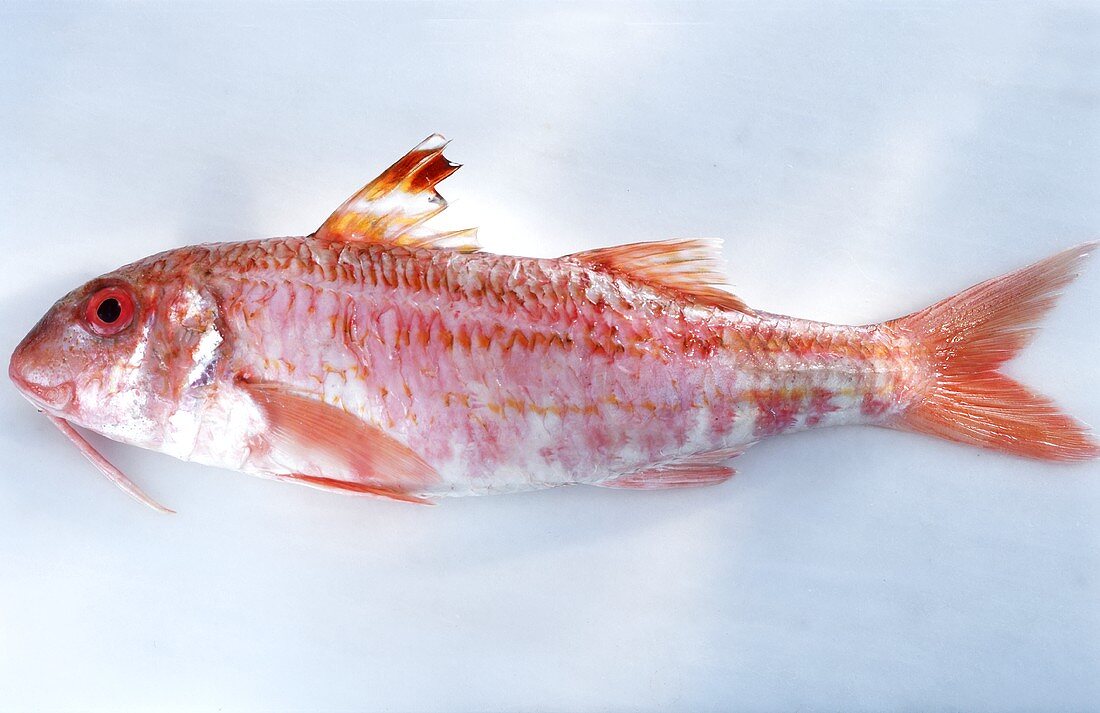 Fresh striped red mullet