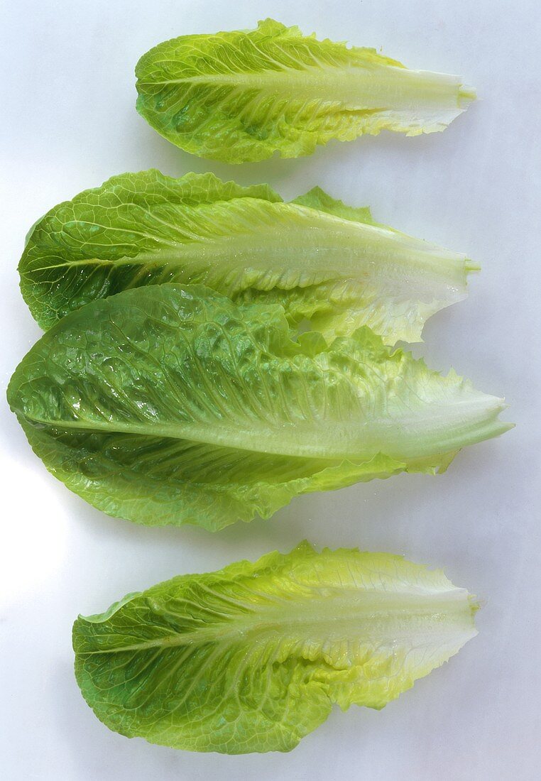 Four romaine lettuce leaves