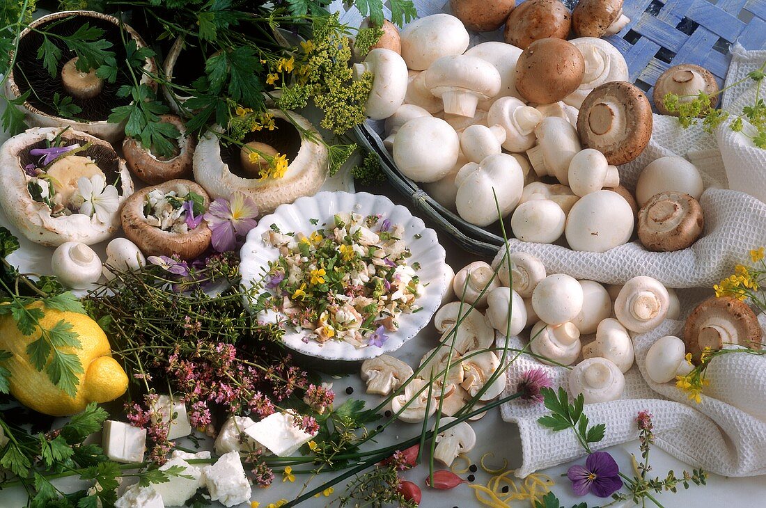 Still life with various types of mushrooms and herbs