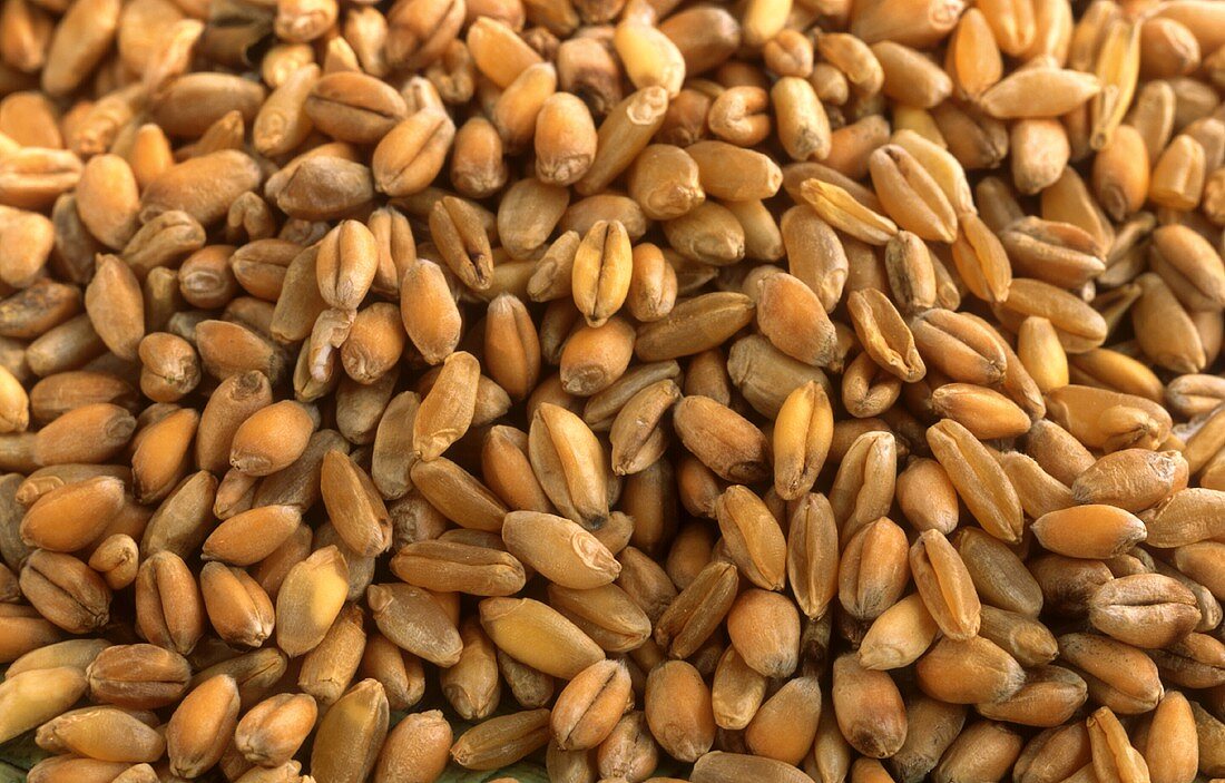 Grains of wheat (filling the picture)