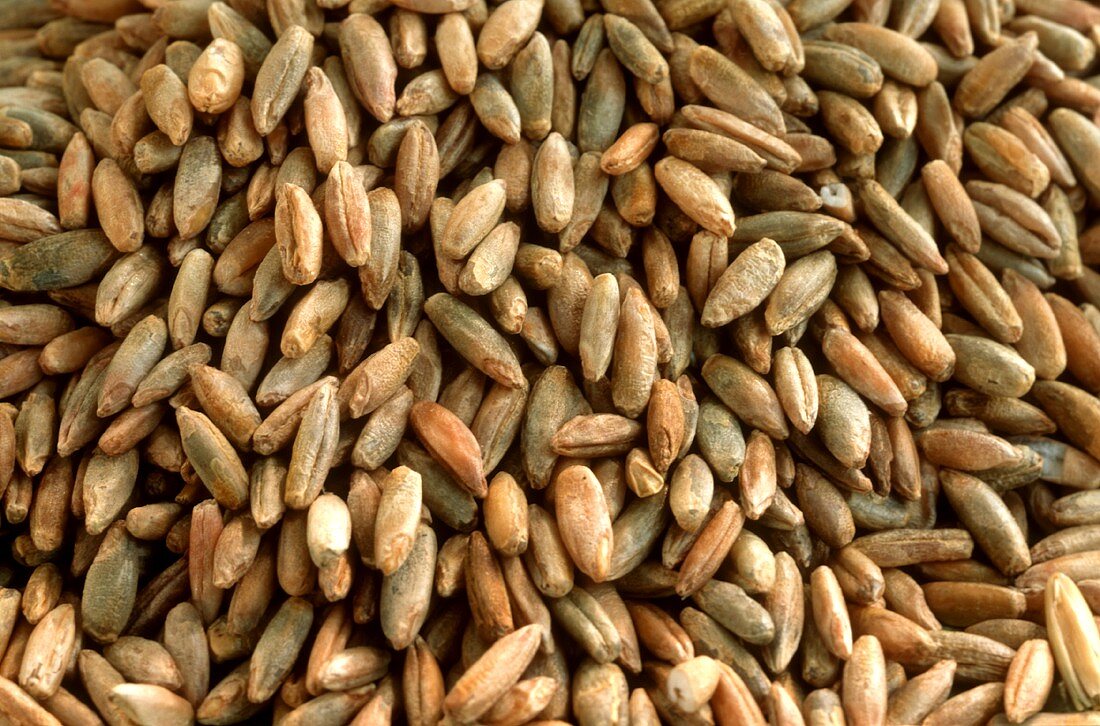 Grains of rye (filling the picture)
