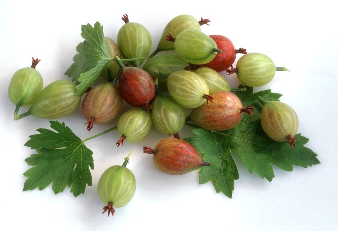 Red and green gooseberries with leaves