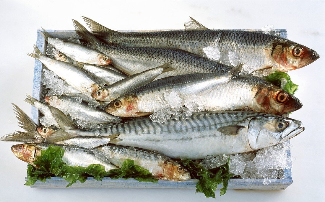 Herring, sardine, sprat and mackerel in a crate