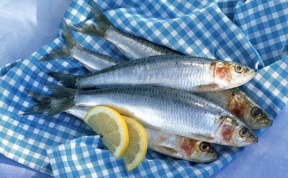 Fresh sardines on checked cloth