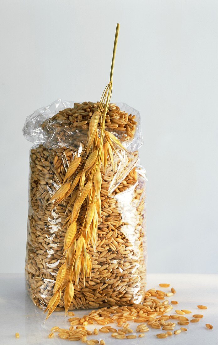 Oat grains in cellophane bag and ear of oats